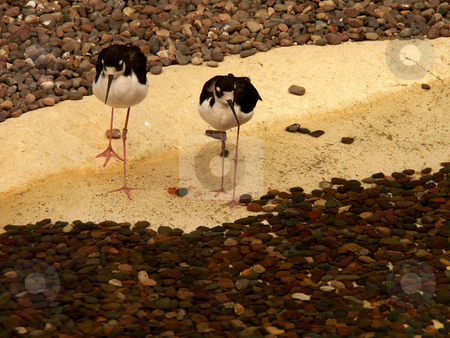 To use this stock image in your creative project, please select the size you need over to the right and click the "Add to Cart" button.
Your downloaded image will come with the Cutcaster watermark removed so don’t worry about the watermark you see on this page. Mates for Life stock photo, Two small black and white water wading birds walking along the beach together. by Rachel Poklasny