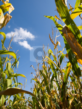 To use this stock image in your creative project, please select the size you need over to the right and click the "Add to Cart" button.
Your downloaded image will come with the Cutcaster watermark removed so don’t worry about the watermark you see on this page. Corn field at the end of summer stock photo, Drying corn field at the end of summer by Laurent Dambies