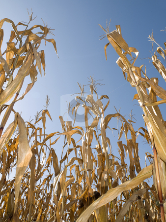 To use this stock image in your creative project, please select the size you need over to the right and click the "Add to Cart" button.
Your downloaded image will come with the Cutcaster watermark removed so don’t worry about the watermark you see on this page. Corn crop at summer stock photo, Rows of dry corn field at the end of summer by Laurent Dambies
