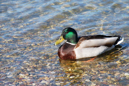 To use this stock image in your creative project, please select the size you need over to the right and click the "Add to Cart" button.
Your downloaded image will come with the Cutcaster watermark removed so don’t worry about the watermark you see on this page. Usual Duck on water stock photo, Usual male duck green head over transparent water by Julija Sapic