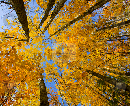 To use this stock image in your creative project, please select the size you need over to the right and click the "Add to Cart" button.
Your downloaded image will come with the Cutcaster watermark removed so don’t worry about the watermark you see on this page. October Canopy stock photo, October canopy of maple and birch in the north woods of Minnesota by John McLaird