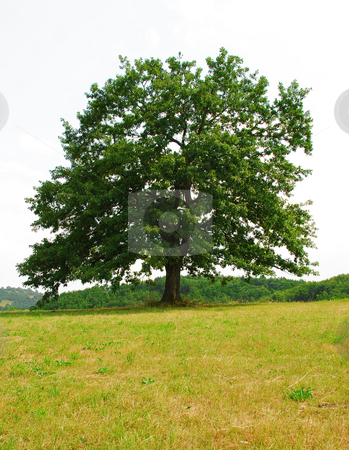 To use this stock image in your creative project, please select the size you need over to the right and click the "Add to Cart" button.
Your downloaded image will come with the Cutcaster watermark removed so don’t worry about the watermark you see on this page. Sole oak stock photo, Sole green old oak on yellow meadow by Julija Sapic