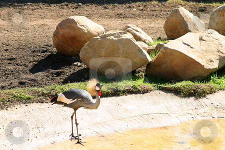 To use this stock image in your creative project, please select the size you need over to the right and click the "Add to Cart" button.
Your downloaded image will come with the Cutcaster watermark removed so don’t worry about the watermark you see on this page. East African Crowned Crane stock photo, The Grey Crowned Crane is a bird in the crane family Gruidae by Henrik Lehnerer