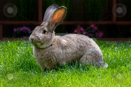 To use this stock image in your creative project, please select the size you need over to the right and click the "Add to Cart" button.
Your downloaded image will come with the Cutcaster watermark removed so don’t worry about the watermark you see on this page. Rabbit eating stock photo, Bunny eating grass from bright green pasture by Karin Claus