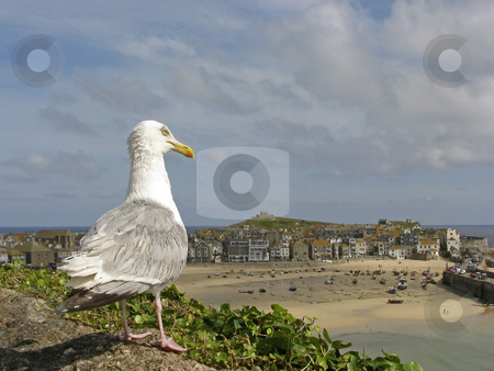 To use this stock image in your creative project, please select the size you need over to the right and click the "Add to Cart" button.
Your downloaded image will come with the Cutcaster watermark removed so don’t worry about the watermark you see on this page. Herring gull (Larus argentatus), St. Ives, Penwith, Cornwall, Southwest England, UK stock photo, Herring gull (Larus argentatus), St. Ives, Penwith, Cornwall, Southwest England, UK by Lothar Hinz