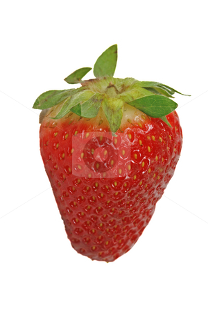 To use this stock image in your creative project, please select the size you need over to the right and click the "Add to Cart" button.
Your downloaded image will come with the Cutcaster watermark removed so don’t worry about the watermark you see on this page. Strawberry stock photo, Strawberry by Lothar Hinz