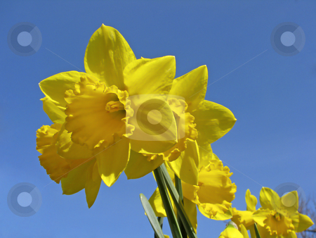 To use this stock image in your creative project, please select the size you need over to the right and click the "Add to Cart" button.
Your downloaded image will come with the Cutcaster watermark removed so don’t worry about the watermark you see on this page. Daffodil, Lent lily (Narcissus) stock photo, Daffodil, Lent lily (Narcissus) by Lothar Hinz
