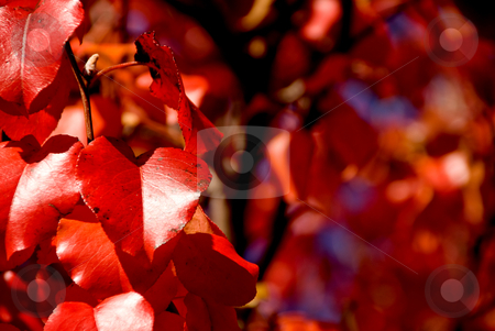 To use this stock image in your creative project, please select the size you need over to the right and click the "Add to Cart" button.
Your downloaded image will come with the Cutcaster watermark removed so don’t worry about the watermark you see on this page. Bradford Pear Leafs stock photo, The leaf from a Bradford Pear in the autumn. by Robert Byron
