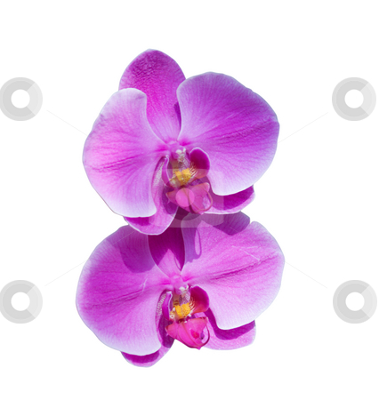 To use this stock image in your creative project, please select the size you need over to the right and click the "Add to Cart" button.
Your downloaded image will come with the Cutcaster watermark removed so don’t worry about the watermark you see on this page. Pink orchid pair stock photo, Pair of pink orchids isolated on white by Lee Barnwell