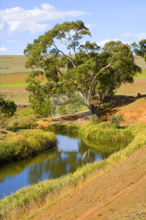 To use this stock image in your creative project, please select the size you need over to the right and click the "Add to Cart" button.
Your downloaded image will come with the Cutcaster watermark removed so don’t worry about the watermark you see on this page. White Gum Bend stock photo, A majestic White Gum tree overhangs a meandering river in the Barossa Valley of South Australia by Mike Dawson