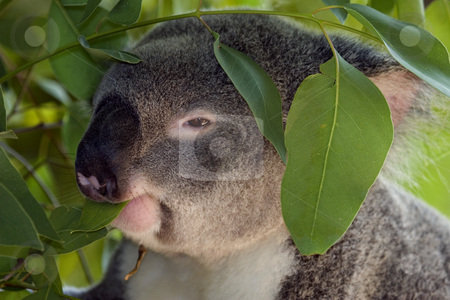 To use this stock image in your creative project, please select the size you need over to the right and click the "Add to Cart" button.
Your downloaded image will come with the Cutcaster watermark removed so don’t worry about the watermark you see on this page. Eat your Greens stock photo, A Koala snacking on the leaves of a gum tree. by Mike Dawson