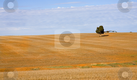 To use this stock image in your creative project, please select the size you need over to the right and click the "Add to Cart" button.
Your downloaded image will come with the Cutcaster watermark removed so don’t worry about the watermark you see on this page. Lone Tree stock photo, A lone gum tree among the golden wheatfields of South Australia by Mike Dawson
