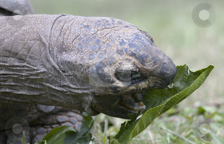 To use this stock image in your creative project, please select the size you need over to the right and click the "Add to Cart" button.
Your downloaded image will come with the Cutcaster watermark removed so don’t worry about the watermark you see on this page. Chomp stock photo, An Aldabran Tortoise chomping down on some greens for dinner. by Mike Dawson