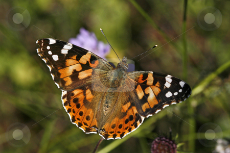 To use this stock image in your creative project, please select the size you need over to the right and click the "Add to Cart" button.
Your downloaded image will come with the Cutcaster watermark removed so don’t worry about the watermark you see on this page. Vanessa cardui, Painted Lady, Butterfly stock photo, Vanessa cardui, Painted Lady, Butterfly by Lothar Hinz