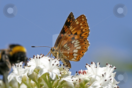 To use this stock image in your creative project, please select the size you need over to the right and click the "Add to Cart" button.
Your downloaded image will come with the Cutcaster watermark removed so don’t worry about the watermark you see on this page. Hamearis lucina, Duke of Burgundy, Rarely butterfly in Europe stock photo, Hamearis lucina, Duke of Burgundy, Rarely butterfly in Europe by Lothar Hinz