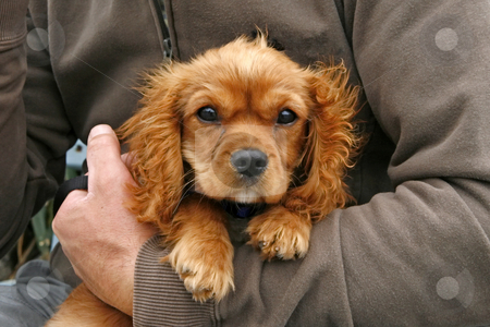 To use this stock image in your creative project, please select the size you need over to the right and click the "Add to Cart" button.
Your downloaded image will come with the Cutcaster watermark removed so don’t worry about the watermark you see on this page. Little dog stock photo, Little dog by Lothar Hinz