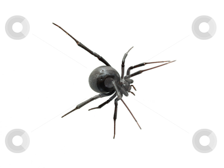 To use this stock image in your creative project, please select the size you need over to the right and click the "Add to Cart" button.
Your downloaded image will come with the Cutcaster watermark removed so don’t worry about the watermark you see on this page. Black Widow Closeup from Top on white background stock photo, Black Widow Spider from Above Closeup white background by Jeff Cleveland