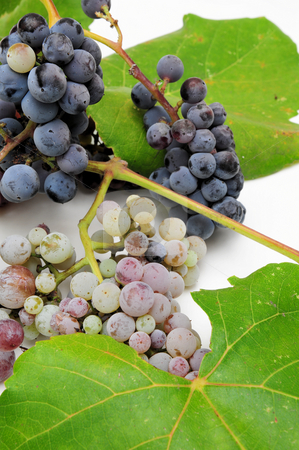 To use this stock image in your creative project, please select the size you need over to the right and click the "Add to Cart" button.
Your downloaded image will come with the Cutcaster watermark removed so don’t worry about the watermark you see on this page. Wild Grapes And Leaves stock photo, Wild grapes and leaves in various degrees of ripeness by Lynn Bendickson