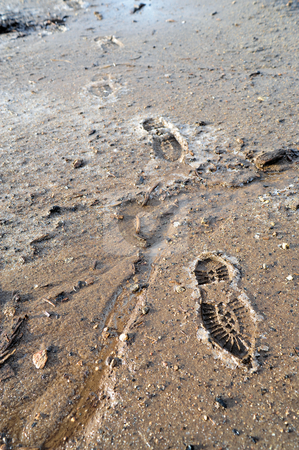 To use this stock image in your creative project, please select the size you need over to the right and click the "Add to Cart" button.
Your downloaded image will come with the Cutcaster watermark removed so don’t worry about the watermark you see on this page. Frozen Mud And Boot Prints stock photo, Boot prints crossing partially frozen mud and ice by Lynn Bendickson