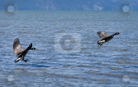 To use this stock image in your creative project, please select the size you need over to the right and click the "Add to Cart" button.
Your downloaded image will come with the Cutcaster watermark removed so don’t worry about the watermark you see on this page. Lake Tahoe stock photo, Goose mates on a lake Tahoe flying over the water by Ivan Paunovic