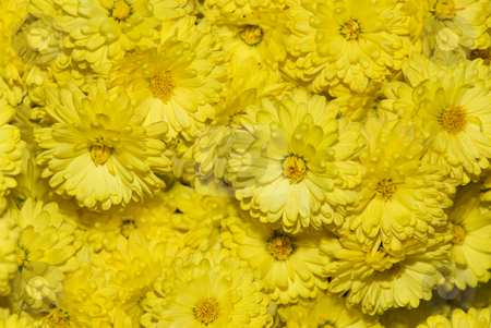 To use this stock image in your creative project, please select the size you need over to the right and click the "Add to Cart" button.
Your downloaded image will come with the Cutcaster watermark removed so don’t worry about the watermark you see on this page. Yellow chrysanthemum stock photo, A close up of a bunch of yellow chrysanthemum flowers by Ivan Paunovic