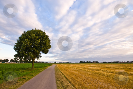 To use this stock image in your creative project, please select the size you need over to the right and click the "Add to Cart" button.
Your downloaded image will come with the Cutcaster watermark removed so don’t worry about the watermark you see on this page. Country road with tree in a farmlandscape stock photo, Country road with tree in a farmlandscape with cloudy sky by Karin Claus