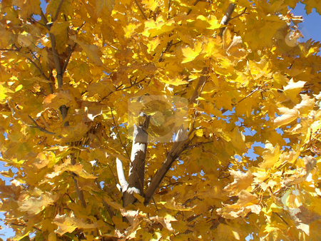 To use this stock image in your creative project, please select the size you need over to the right and click the "Add to Cart" button.
Your downloaded image will come with the Cutcaster watermark removed so don’t worry about the watermark you see on this page. Fall Changing Maple Leaves stock photo, Maple Leaves changing to yellow in the Fall by LayZ Daisy