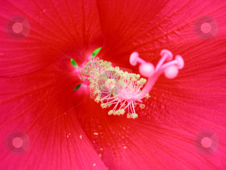 To use this stock image in your creative project, please select the size you need over to the right and click the "Add to Cart" button.
Your downloaded image will come with the Cutcaster watermark removed so don’t worry about the watermark you see on this page. Texas Red Flower stock photo, Taken in backyard by Annie Alvarez
