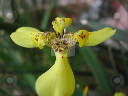 To use this stock image in your creative project, please select the size you need over to the right and click the "Add to Cart" button.
Your downloaded image will come with the Cutcaster watermark removed so don’t worry about the watermark you see on this page. Yellow Florida Flower stock photo, Taken in Florida from backyard by Annie Alvarez