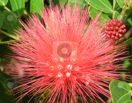 To use this stock image in your creative project, please select the size you need over to the right and click the "Add to Cart" button.
Your downloaded image will come with the Cutcaster watermark removed so don’t worry about the watermark you see on this page. California Red Spike Flower stock photo, Taken in California by Annie Alvarez