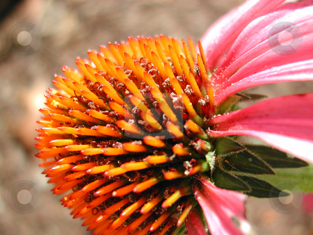 To use this stock image in your creative project, please select the size you need over to the right and click the "Add to Cart" button.
Your downloaded image will come with the Cutcaster watermark removed so don’t worry about the watermark you see on this page. Cone Flower stock photo, Cone Flower after full bloom by Annie Alvarez