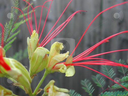To use this stock image in your creative project, please select the size you need over to the right and click the "Add to Cart" button.
Your downloaded image will come with the Cutcaster watermark removed so don’t worry about the watermark you see on this page. Red Flower Tentacles stock photo, Yellow Flower with long red tentacles by Annie Alvarez