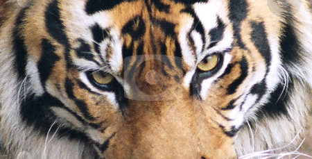 To use this stock image in your creative project, please select the size you need over to the right and click the "Add to Cart" button.
Your downloaded image will come with the Cutcaster watermark removed so don’t worry about the watermark you see on this page. Close Up stock photo, Close Up of Tiger Eyes by Annie Alvarez