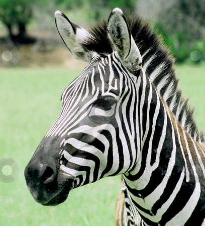 To use this stock image in your creative project, please select the size you need over to the right and click the "Add to Cart" button.
Your downloaded image will come with the Cutcaster watermark removed so don’t worry about the watermark you see on this page. Zebra stock photo, Zebra posing by Annie Alvarez