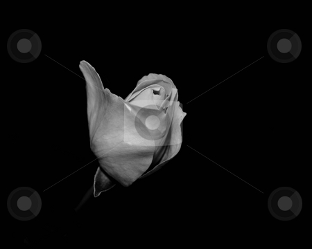 To use this stock image in your creative project, please select the size you need over to the right and click the "Add to Cart" button.
Your downloaded image will come with the Cutcaster watermark removed so don’t worry about the watermark you see on this page. The rose stock photo, A rose in black and white by Per W?