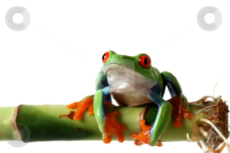 To use this stock image in your creative project, please select the size you need over to the right and click the "Add to Cart" button.
Your downloaded image will come with the Cutcaster watermark removed so don’t worry about the watermark you see on this page. Bright Beauty stock photo, Red-Eyed Tree Frog on Bamboo. Isolated on white background. by Megan Lorenz