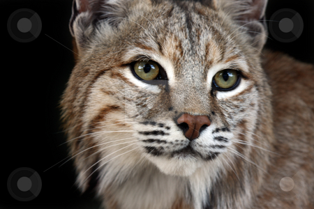 To use this stock image in your creative project, please select the size you need over to the right and click the "Add to Cart" button.
Your downloaded image will come with the Cutcaster watermark removed so don’t worry about the watermark you see on this page. Lynx stock photo, Closeup of a Lynx against a black background. by Megan Lorenz