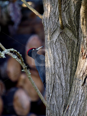To use this stock image in your creative project, please select the size you need over to the right and click the "Add to Cart" button.
Your downloaded image will come with the Cutcaster watermark removed so don’t worry about the watermark you see on this page. Black Woodpecker stock photo, A Black oodpecker on a tree by Lars Kastilan
