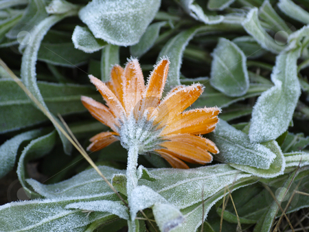 To use this stock image in your creative project, please select the size you need over to the right and click the "Add to Cart" button.
Your downloaded image will come with the Cutcaster watermark removed so don’t worry about the watermark you see on this page. Frost stock photo, Frost on a flower by Lars Kastilan
