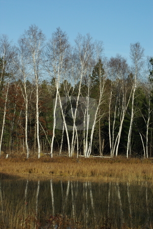 To use this stock image in your creative project, please select the size you need over to the right and click the "Add to Cart" button.
Your downloaded image will come with the Cutcaster watermark removed so don’t worry about the watermark you see on this page. Graceful white birch trees stock photo, White birch trees on the edge of a weedy pond reflect their leaf free image and special grace. by Dennis Thomsen