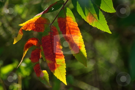 To use this stock image in your creative project, please select the size you need over to the right and click the "Add to Cart" button.
Your downloaded image will come with the Cutcaster watermark removed so don’t worry about the watermark you see on this page. Multi-colored Sumac (Rhus) leaves stock photo, Leaves on a Sumac tree (Rhus) offer an artists's palette of fall colors on individual leaves. by Dennis Thomsen
