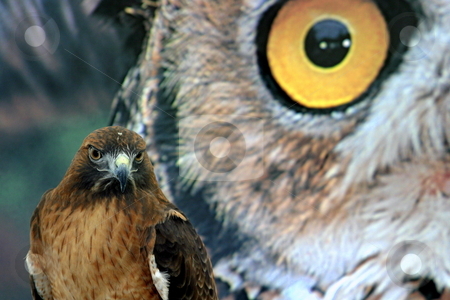 To use this stock image in your creative project, please select the size you need over to the right and click the "Add to Cart" button.
Your downloaded image will come with the Cutcaster watermark removed so don’t worry about the watermark you see on this page. Hawk Eyes stock photo, Red tailed hawk in front of a poster with a owl. by Henrik Lehnerer