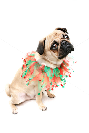 To use this stock image in your creative project, please select the size you need over to the right and click the "Add to Cart" button.
Your downloaded image will come with the Cutcaster watermark removed so don’t worry about the watermark you see on this page. Christmas Pug stock photo, Pug dressed for Christmas by Megan Lorenz