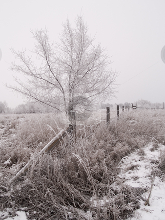 To use this stock image in your creative project, please select the size you need over to the right and click the "Add to Cart" button.
Your downloaded image will come with the Cutcaster watermark removed so don’t worry about the watermark you see on this page. Fence & Tree in Winter stock photo, Frosted rural winter scene of a fence and tree between two fields. by John McLaird