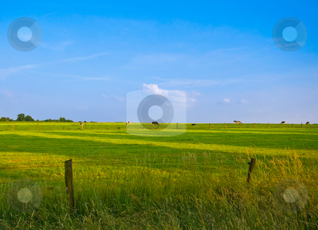 To use this stock image in your creative project, please select the size you need over to the right and click the "Add to Cart" button.
Your downloaded image will come with the Cutcaster watermark removed so don’t worry about the watermark you see on this page. Fresh green pasture and blue sky stock photo, Fresh green pasture with grazing cows in the distance by Karin Claus