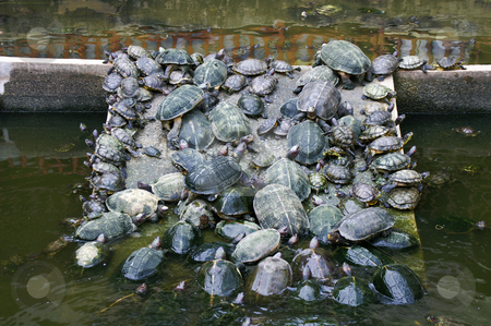To use this stock image in your creative project, please select the size you need over to the right and click the "Add to Cart" button.
Your downloaded image will come with the Cutcaster watermark removed so don’t worry about the watermark you see on this page. Turtle traffic stock photo, Traffic jam of turtles on a pier in a little pond by Karin Claus
