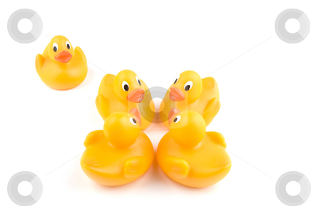 To use this stock image in your creative project, please select the size you need over to the right and click the "Add to Cart" button.
Your downloaded image will come with the Cutcaster watermark removed so don’t worry about the watermark you see on this page. Duck Group stock photo, Four rubber ducks stand in a group with one isolated in the top left by Steve Smith