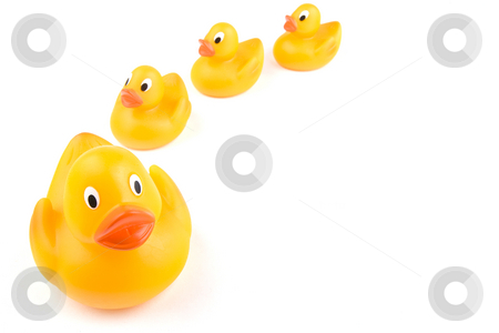 To use this stock image in your creative project, please select the size you need over to the right and click the "Add to Cart" button.
Your downloaded image will come with the Cutcaster watermark removed so don’t worry about the watermark you see on this page. Duck Group stock photo, An adult rubber duck leads three juveniles with copy space on the right by Steve Smith