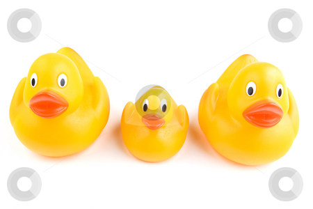 To use this stock image in your creative project, please select the size you need over to the right and click the "Add to Cart" button.
Your downloaded image will come with the Cutcaster watermark removed so don’t worry about the watermark you see on this page. Duck Group stock photo, Two adult rubber ducks flank a juvenile on either side by Steve Smith