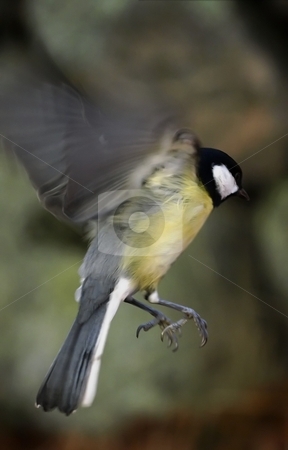 To use this stock image in your creative project, please select the size you need over to the right and click the "Add to Cart" button.
Your downloaded image will come with the Cutcaster watermark removed so don’t worry about the watermark you see on this page. Great tit stock photo, A flying Great tit by Lars Kastilan